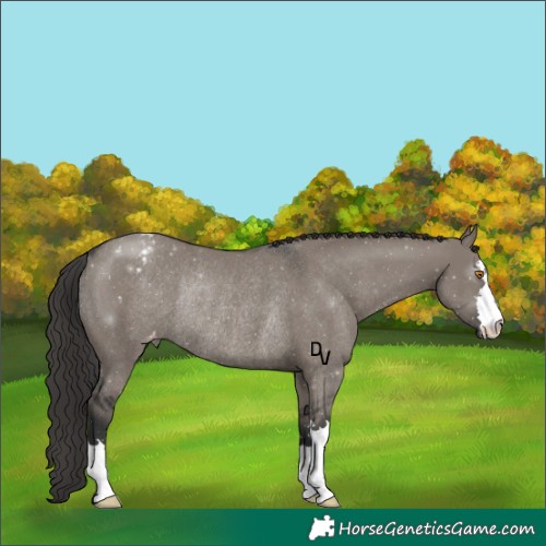 Horse Color:Grullo Blanket Rabicano 