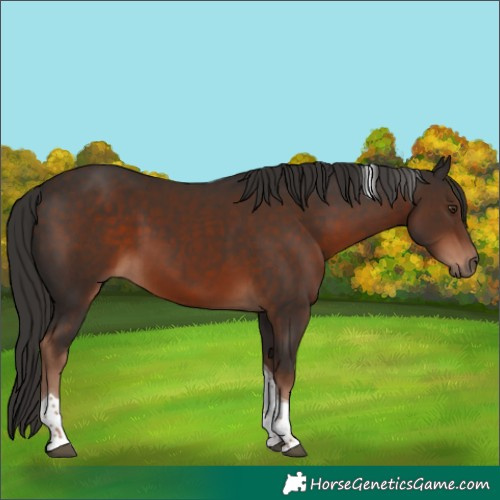Horse Color:Liver Chestnut Tobiano 