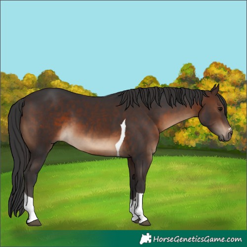 Horse Color:Brown Tobiano