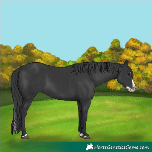 Horse Color:Black Splash