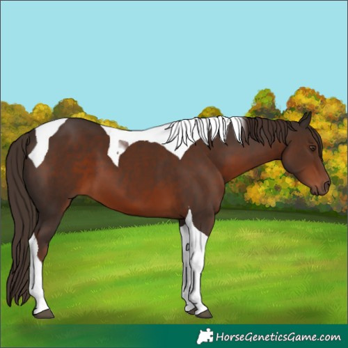 Horse Color:Liver Chestnut Tobiano