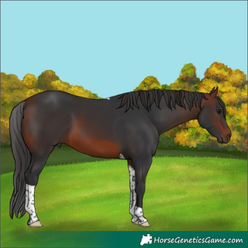 Horse Color:Brown Tobiano 
