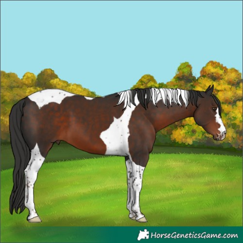 Horse Color:Liver Chestnut Tobiano 