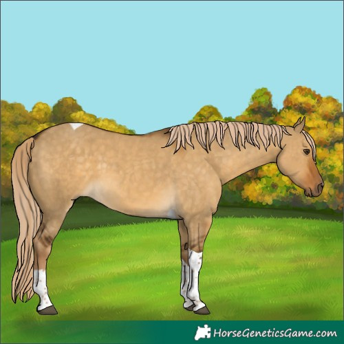 Horse Color:Chocolate Palomino Dun Tobiano