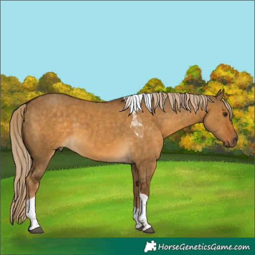 Horse Color:Chocolate Palomino Dun Tobiano