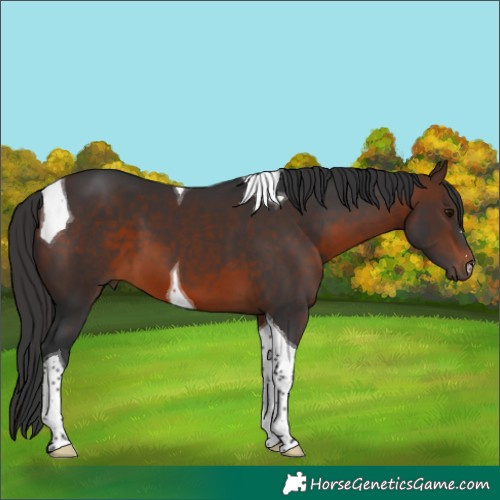 Horse Color:Brown Tobiano 