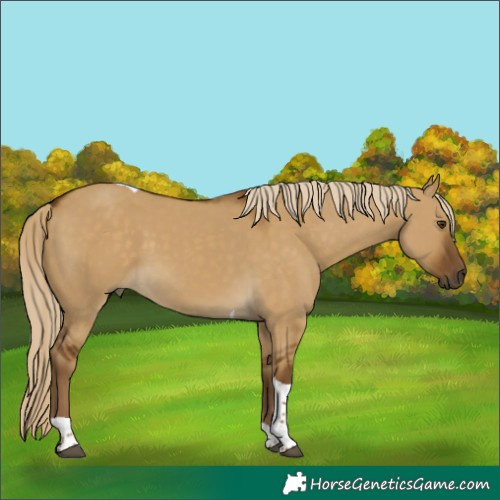 Horse Color:Chocolate Palomino Dun Tobiano 
