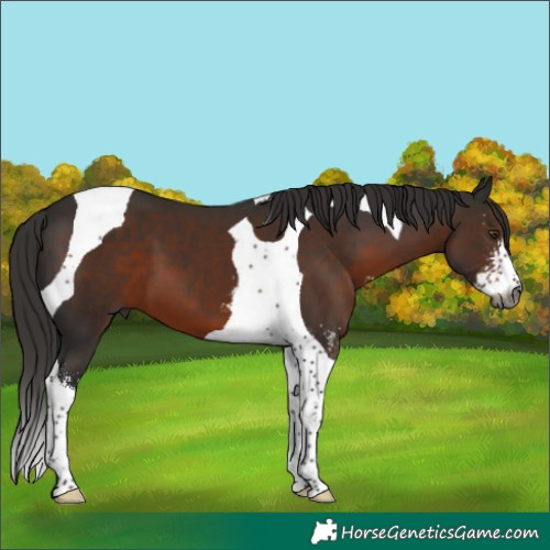 Horse Color:Gray Liver Chestnut Sabino Tobiano 
