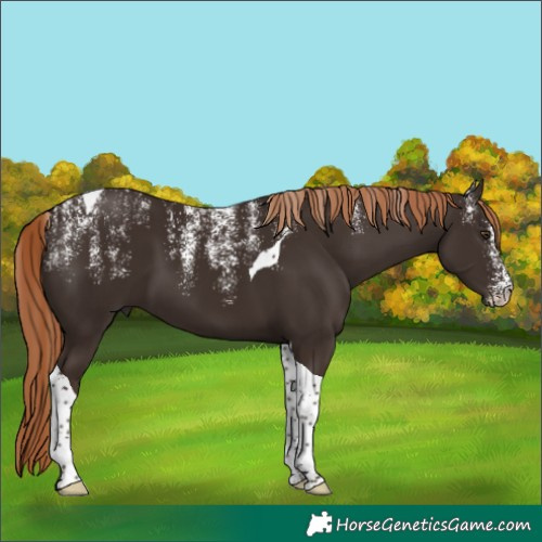 Horse Color:Powder White Liver Chestnut Tobiano 