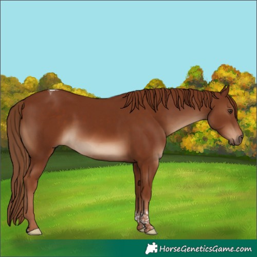 Horse Color:Chestnut Tobiano 