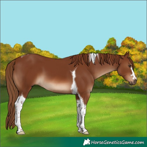 Horse Color:Chestnut Tobiano 