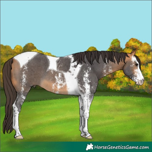 Horse Color:Buckskin Sabino Tobiano