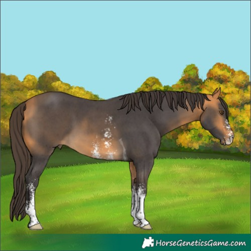 Horse Color:Buckskin Sabino Tobiano