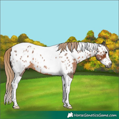 Horse Color:Gray Chocolate Palomino Roan Splash Tobiano Near Leopard 