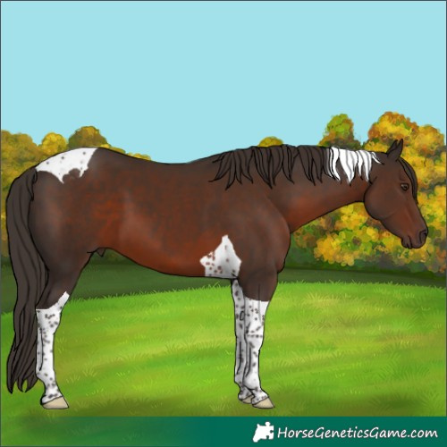 Horse Color:Liver Chestnut Tobiano