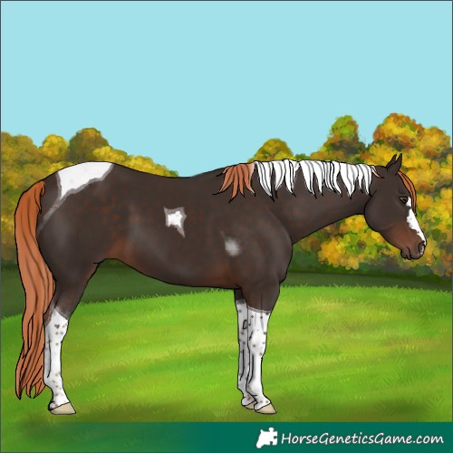 Horse Color:Liver Chestnut Tobiano