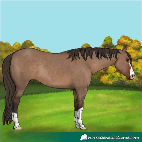 Horse Color:Liver Red Dun Rabicano 