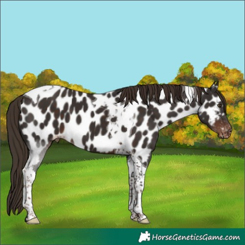 Horse Color:Liver Chestnut Tobiano Near Leopard