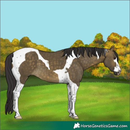 Horse Color:Buckskin Dun Tobiano 