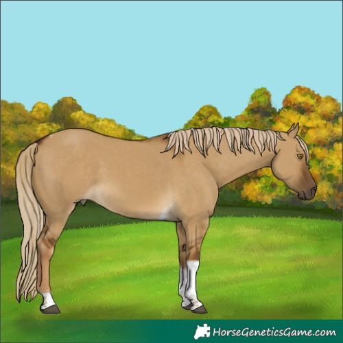 Horse Color:Chocolate Palomino Dun Tobiano