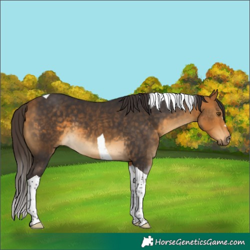 Horse Color:Buckskin Tobiano