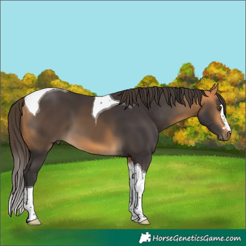 Horse Color:Buckskin Tobiano 