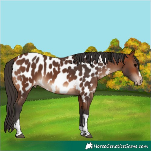 Horse Color:Bay Tobiano Near Leopard