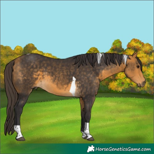 Horse Color:Buckskin Tobiano