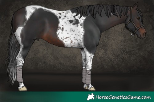Horse Color:Brown Tobiano