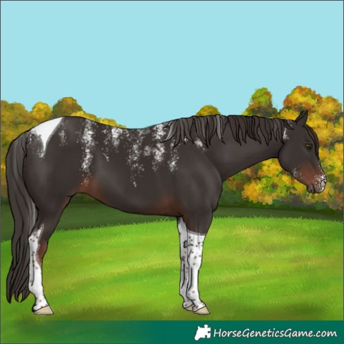 Horse Color:Powder White Liver Chestnut Tobiano 
