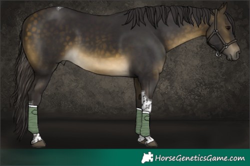Horse Color:Buckskin Tobiano