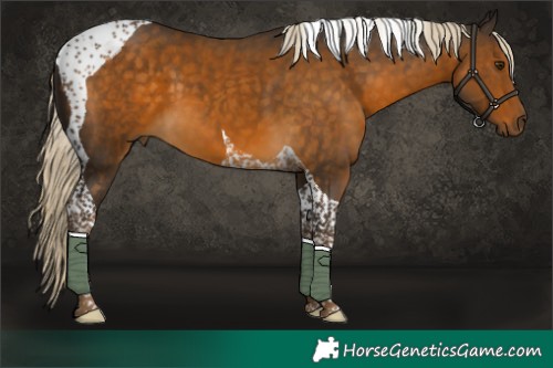 Horse Color:Chocolate Palomino Tobiano