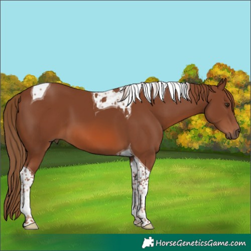Horse Color:Chestnut Tobiano 