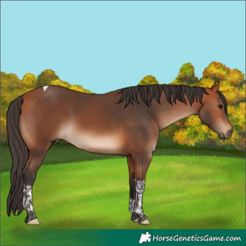 Horse Color:Bay Tobiano 