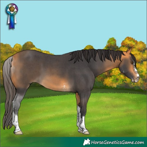 Horse Color:Buckskin Sabino Tobiano 