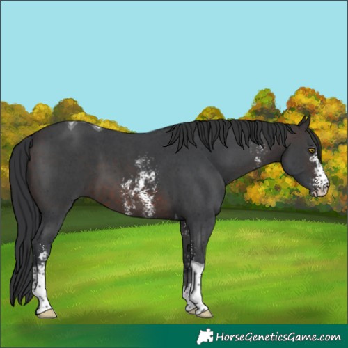 Horse Color:Brown Sabino Tobiano