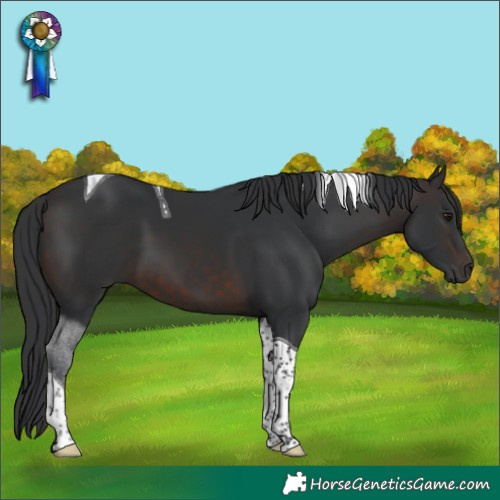 Horse Color:Brown Tobiano