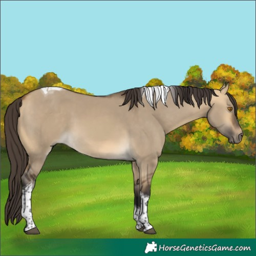Horse Color:Buckskin Dun Tobiano 