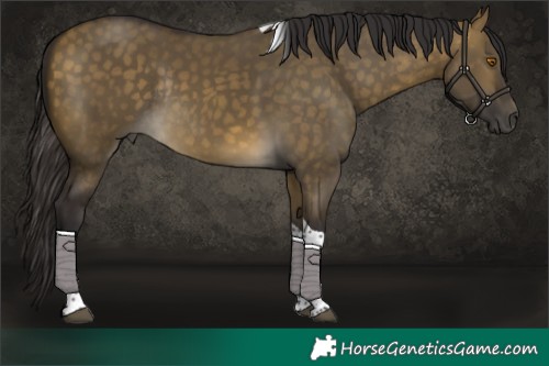 Horse Color:Buckskin Dun Tobiano Rabicano 