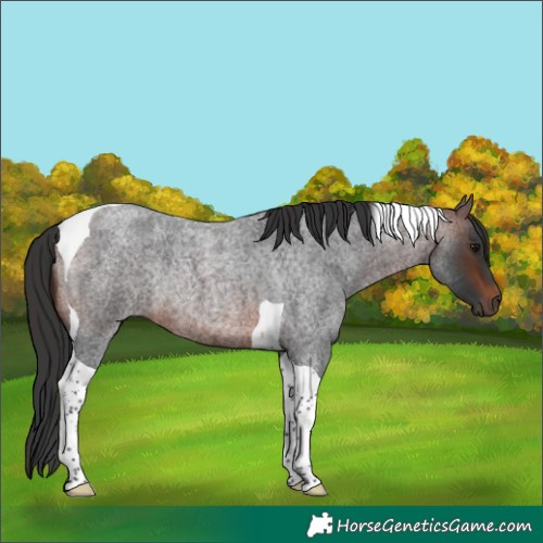Horse Color:Brown Roan Tobiano Rabicano