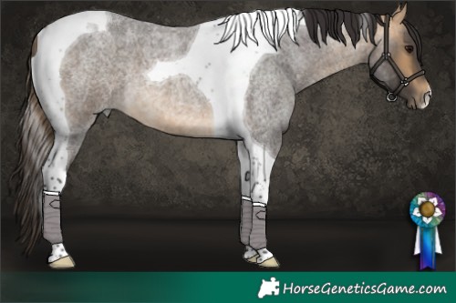 Horse Color:Buckskin Roan Tobiano