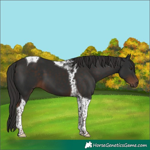 Horse Color:Liver Chestnut Tobiano 