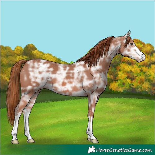 Horse Color:Chestnut Ice Appaloosa 