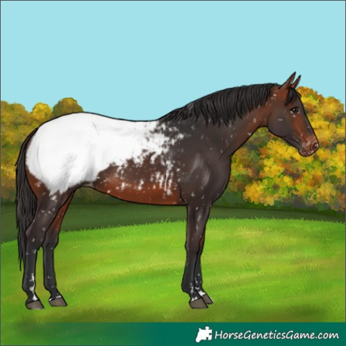 Horse Color:Bay Snowcap
