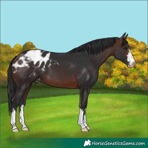 Horse Color:Brown Blanket 