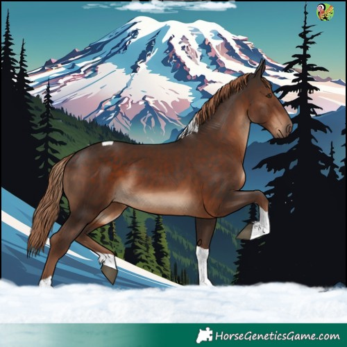 Horse Color:Liver Chestnut Tobiano