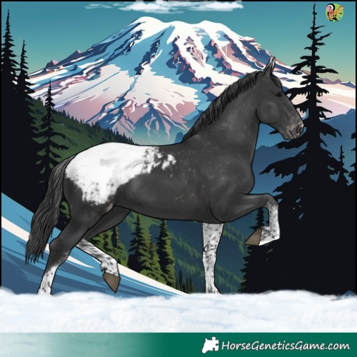 Horse Color:White Spotted Black Snowcap