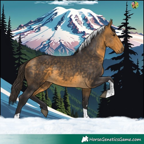 Horse Color:Buckskin Tobiano
