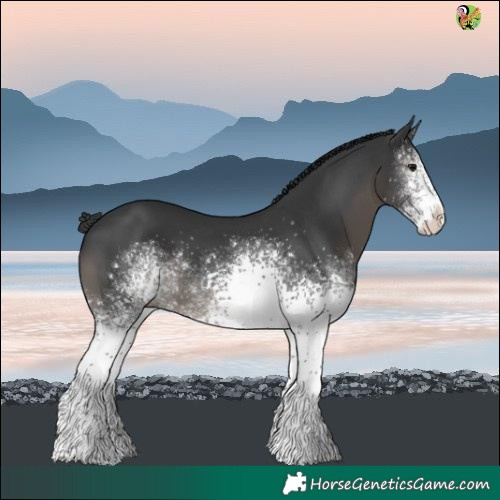 Horse Color:White Spotted Black