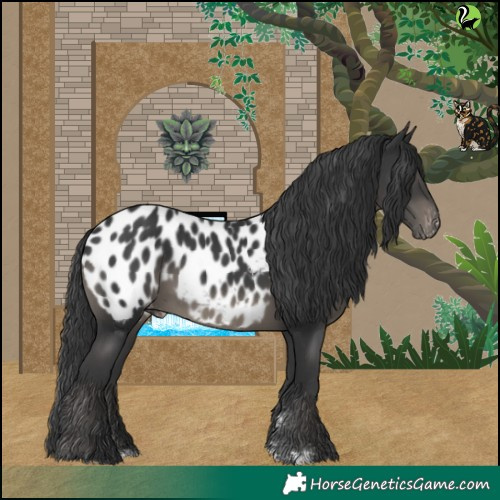 Horse Color:Black Appaloosa 